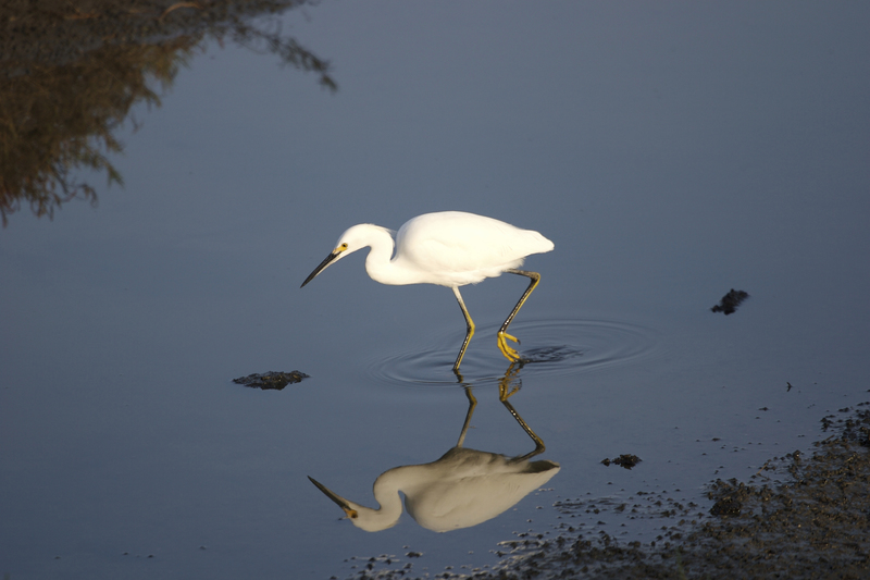 Burton Island Nature Preserve hike set Nov. 27 Cape Gazette